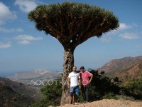 two men, one in a white t shirt and blue shorts and the other in a pink t shirt and trousers standing under a dragon tree typical to socotra