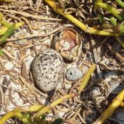 white eggs with light grey speckles, one broken open and dried out, amongst the beach vegetation