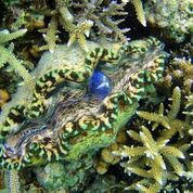 a green and black lipped clam amongst other living sea creatures